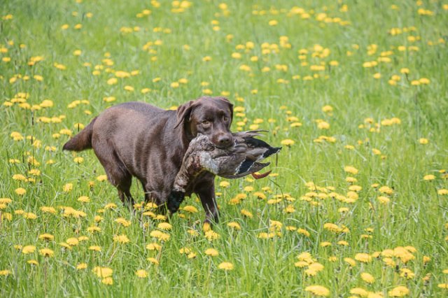 Hundepräsentation 2019